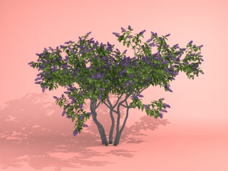 桂花树C4D模型