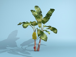 香蕉树C4D模型