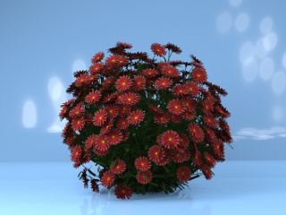 德国红色雏菊C4D模型