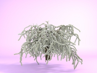 白色碎花植物C4D模型