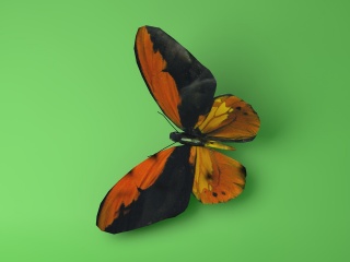蝴蝶C4D模型