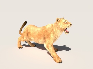 小狮子C4D模型