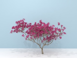 樱花树C4D模型