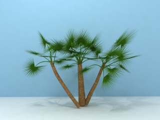 扇形棕榈树C4D模型