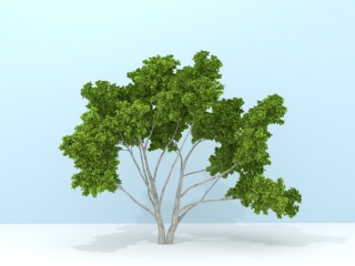 茂盛大树C4D模型