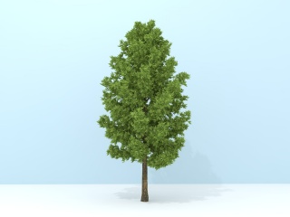 针叶树C4D模型