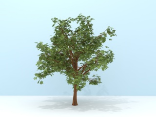 绿化树C4D模型