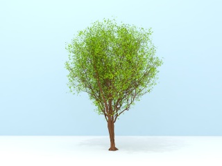 园林树木C4D模型