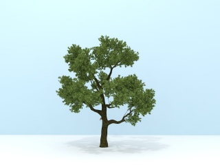 桉树C4D模型