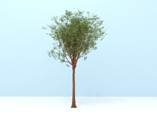 庭院树木C4D模型