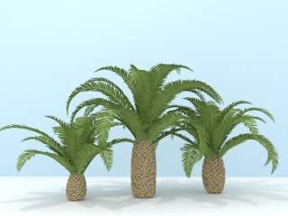 棕榈树C4D模型