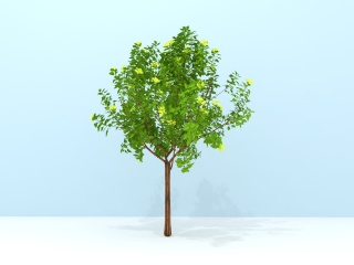 绿化植物C4D模型