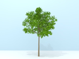 公园树木C4D模型