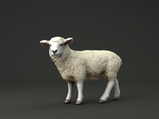 山羊C4D模型