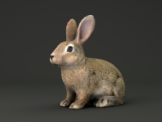 兔子C4D模型