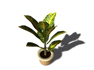 现代植物盆栽C4D模型