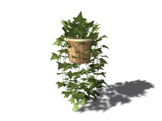 现代植物盆栽吊兰C4D模型