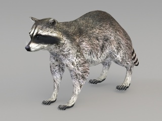野生动物浣熊C4D模型