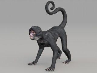 野生动物猴子C4D模型