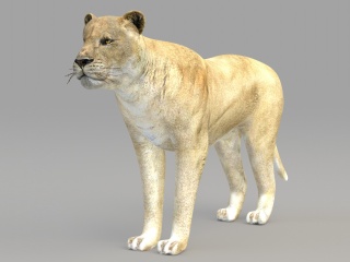 野生动物猎豹C4D模型