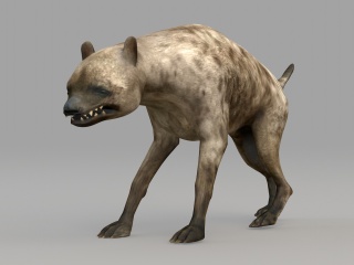 野生动物狼C4D模型
