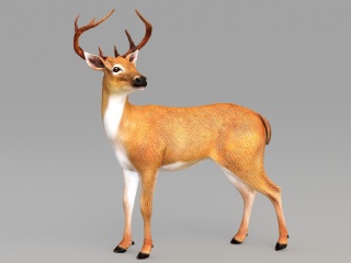 野生动物鹿C4D模型