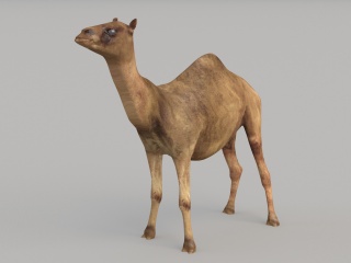 野生动物骆驼C4D模型