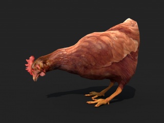 家禽鸡C4D模型