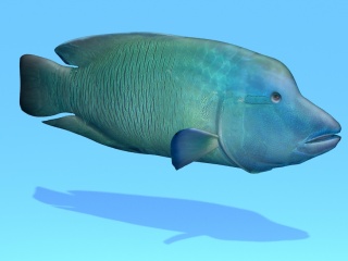 海洋波纹唇鱼C4D模型