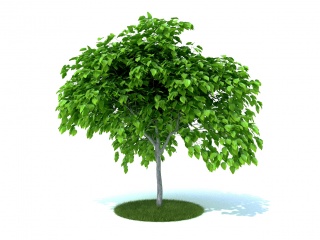 现代景观树C4D模型