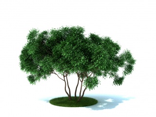景观树C4D模型
