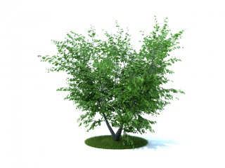 现代园林景观树C4D模型