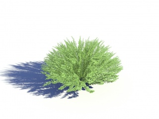 现代绿植小草C4D模型