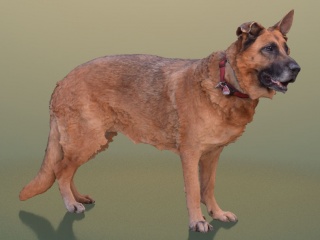 宠物狗C4D模型