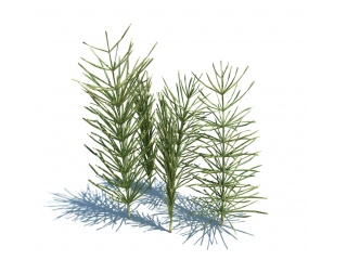 现代植物路边野草C4D模型