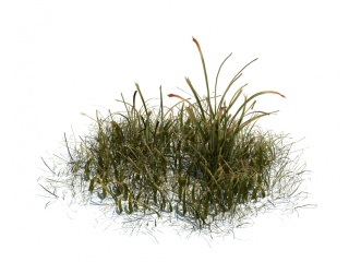 路边植物野草C4D模型