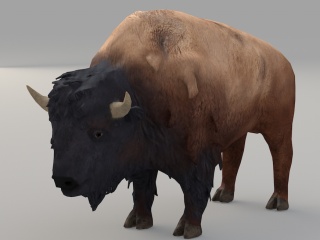 现代野生动物牦牛C4D模型