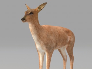 现代野生动物小鹿C4D模型