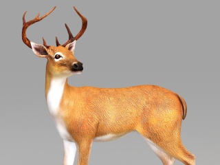 现代野生动物鹿C4D模型