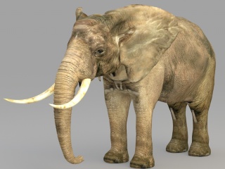 现代野生动物大象C4D模型