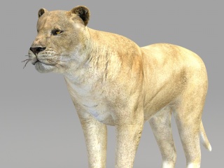 现代野生动物豹子C4D模型