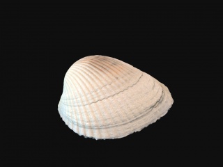 海洋贝壳C4D模型