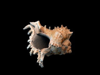 海洋贝壳C4D模型