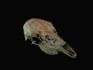 动物头骨C4D模型
