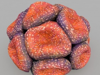 海洋生物彩色珊瑚C4D模型