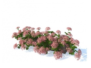 现代植物花草C4D模型