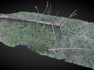现代植物枯木C4D模型