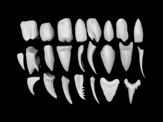 动物怪兽牙齿C4D模型