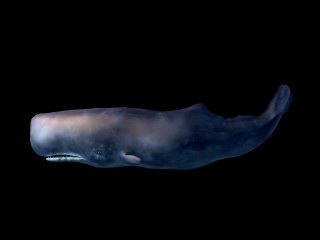 热带深海大鱼C4D模型