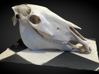 现代怪兽头骨C4D模型